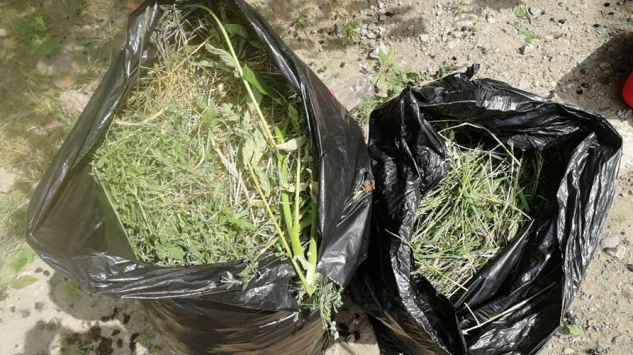 В Западном округе ведется работа по уничтожению амброзии