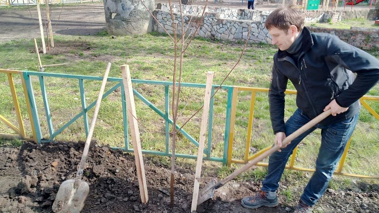 Во дворе старейшей девятиэтажки Краснодара посадили новые клёны