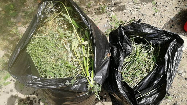 В Западном округе ведется работа по уничтожению амброзии