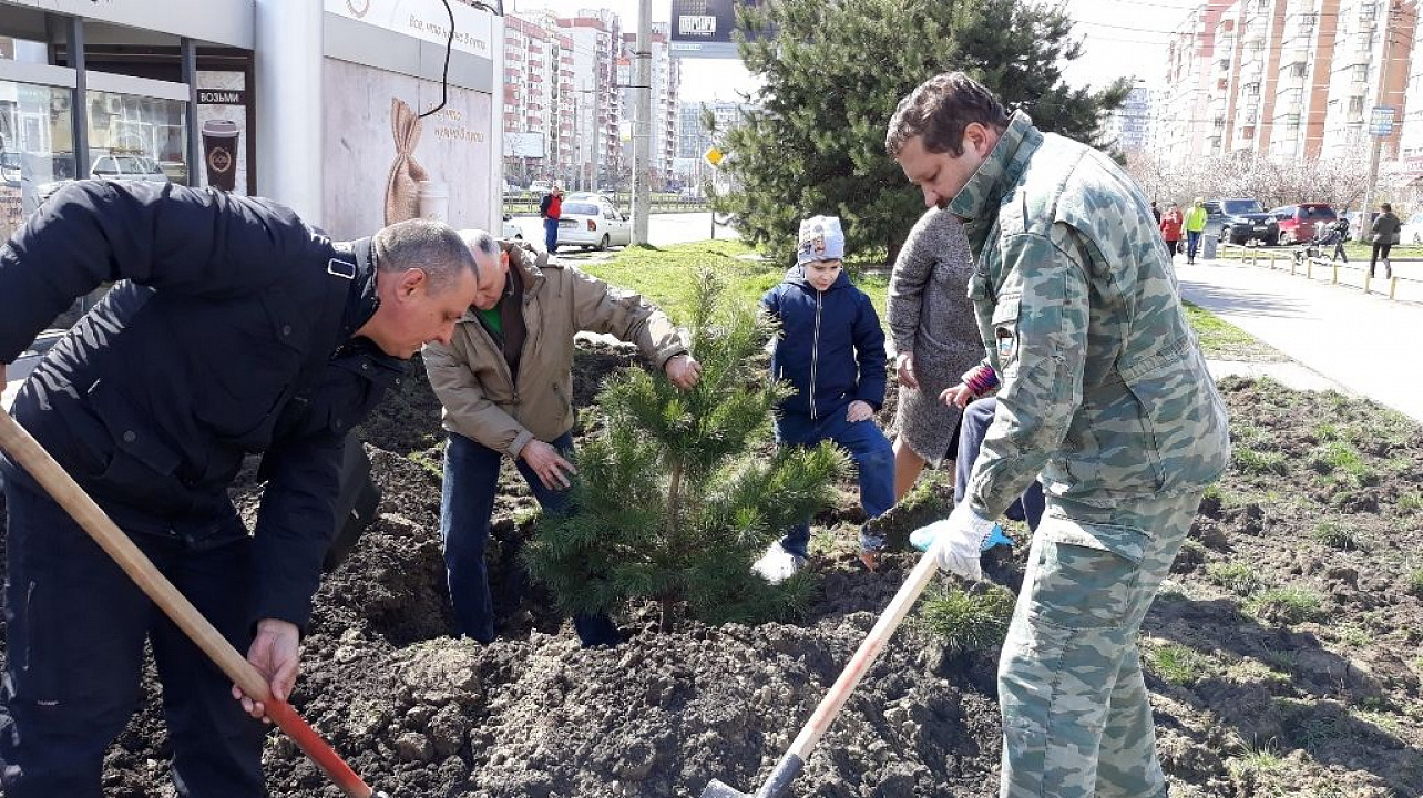 В Юбилейном микрорайоне высажены новые деревья
