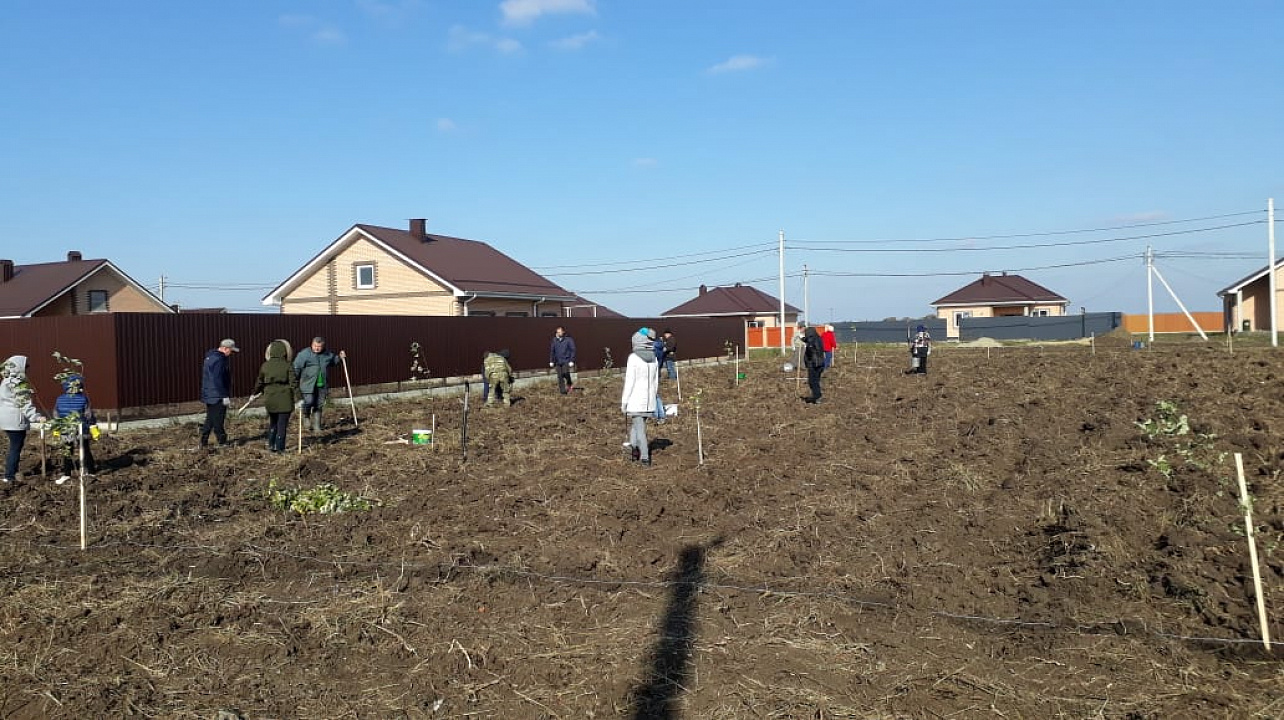 В минувшие выходные в 1-ом отделении учхоза «Кубань» и мик-рорайоне имени Вавилова высадили деревья