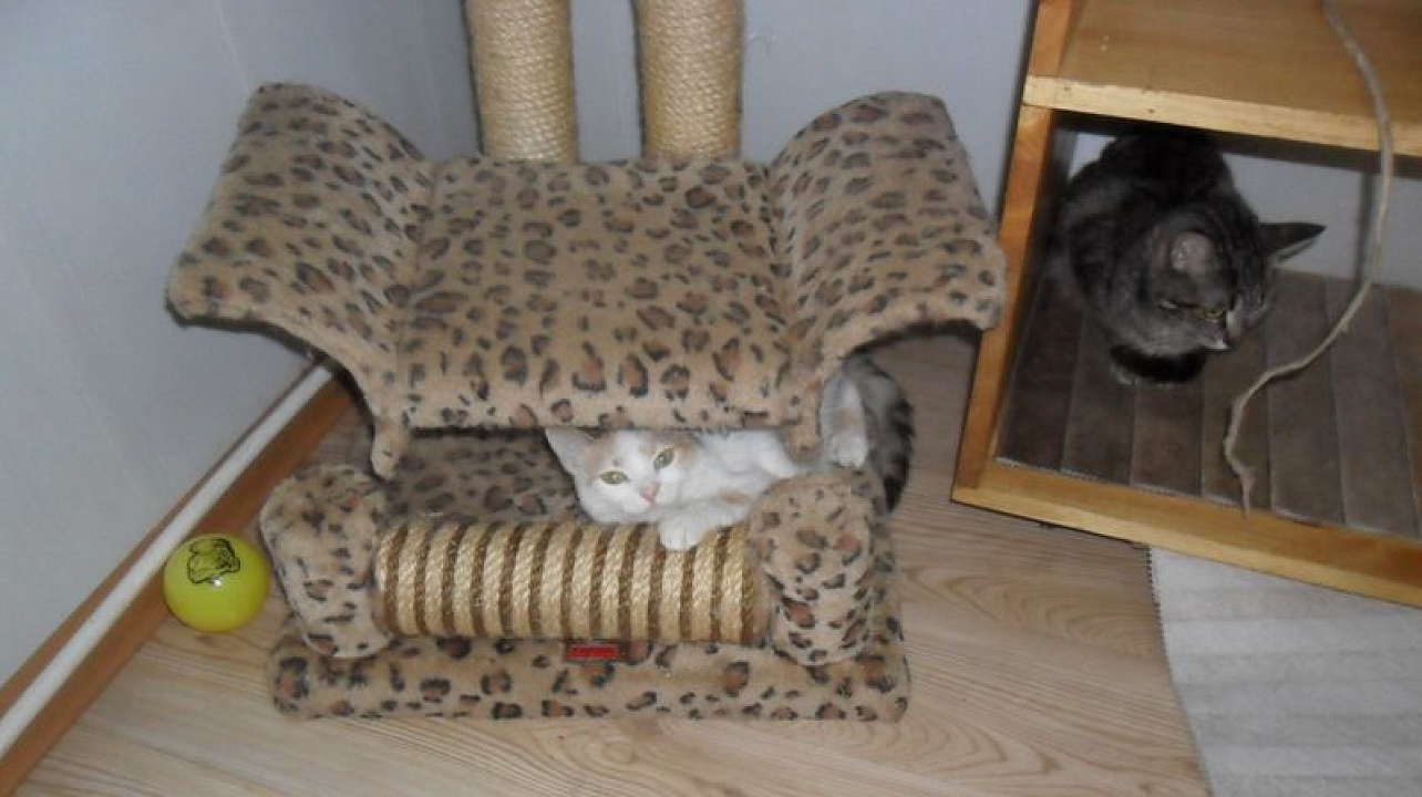 Молодежь Центрального округа помогла бездомным животным