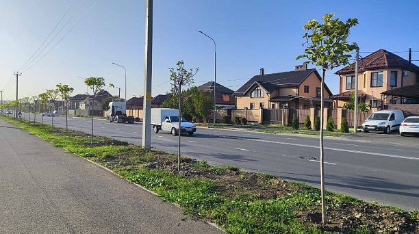 Евгений Наумов: Около 4500 декоративных деревьев высадим осенью в Краснодаре