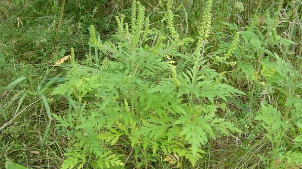 В Краснодаре ликвидировано более 7 тысяч га сорной и карантинной растительности