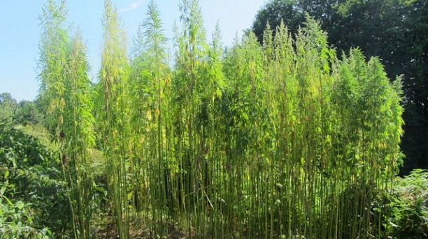 Казаки подвели итоги работы мобильной группы по противодействию  наркотикам и наркомании