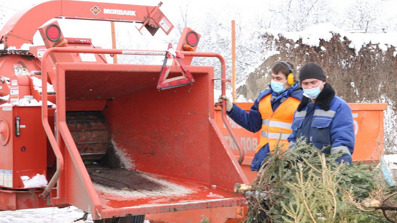 В Краснодаре новогодние елки отправят на переработку