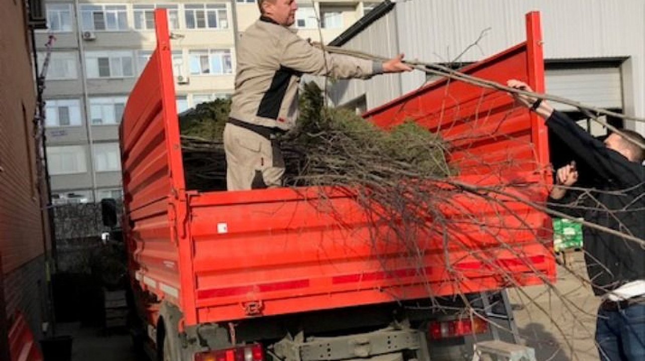 деревья 2.jpg