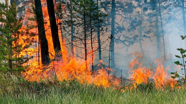 Администрация Западного округа предупреждает о мерах безопасности в лесу!