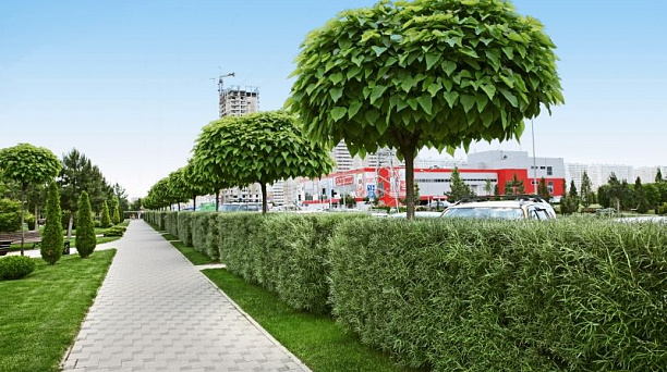 В Краснодаре появится еще одна зеленая зона по улице Солнечной