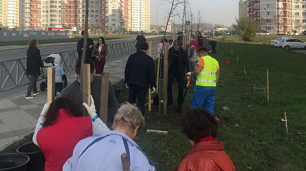 На ул. им. Валерия Гассия в Краснодаре высадили 70 декоративных лип