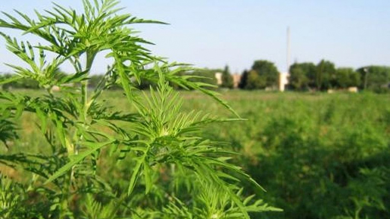 Вниманию землепользователей всех форм собственности, жителей города Краснодара!