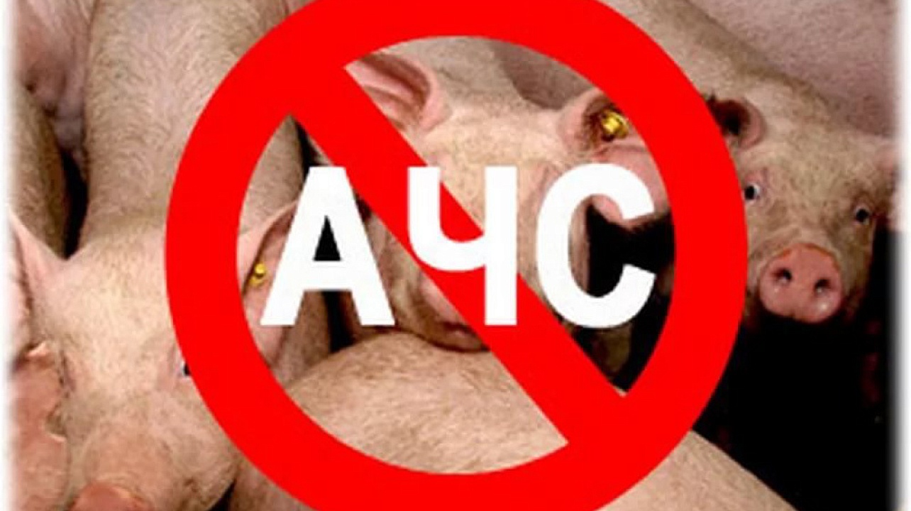 Фото: Управление ветеринарии города Краснодара 