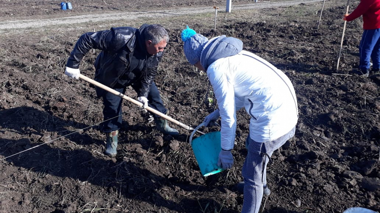 В минувшие выходные в 1-ом отделении учхоза «Кубань» и мик-рорайоне имени Вавилова высадили деревья