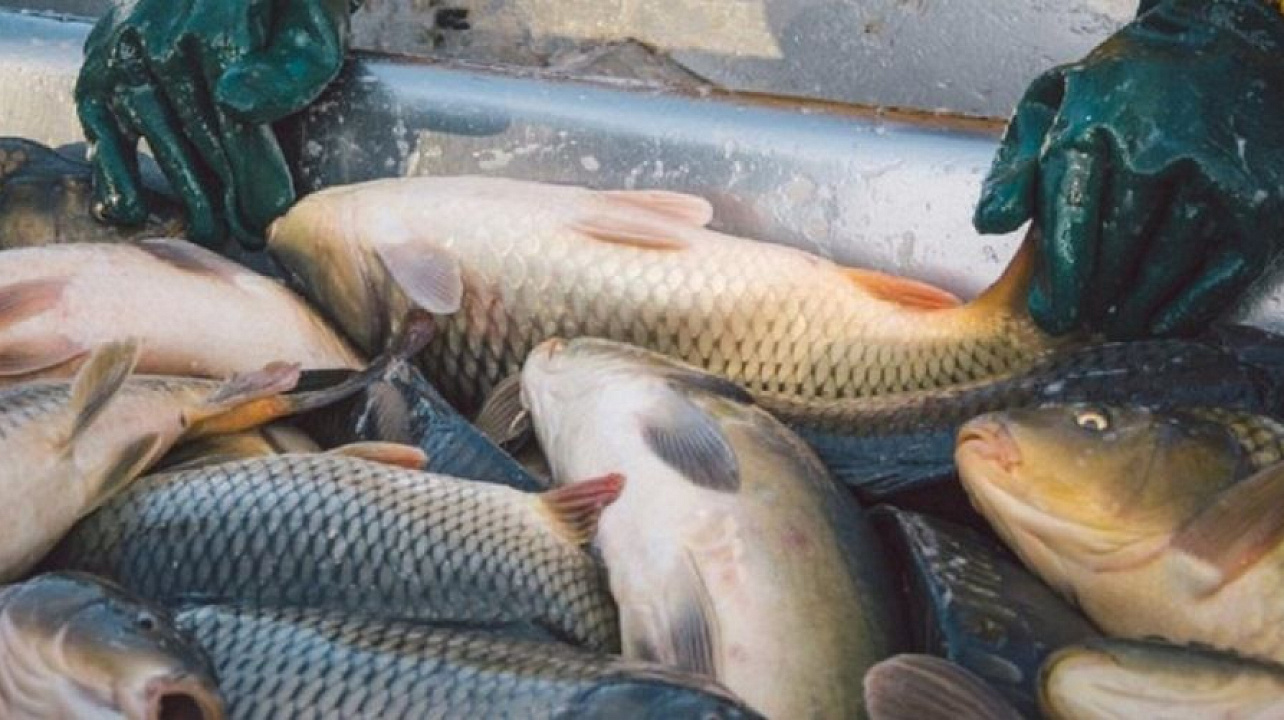 Администрация Западного округа напоминает о недопустимости реализации продукции животного происхождения без ветеринарных документов