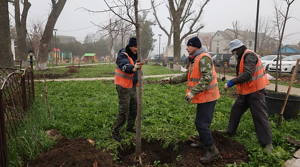 Сегодня 50 лип украсили Дубинский сквер