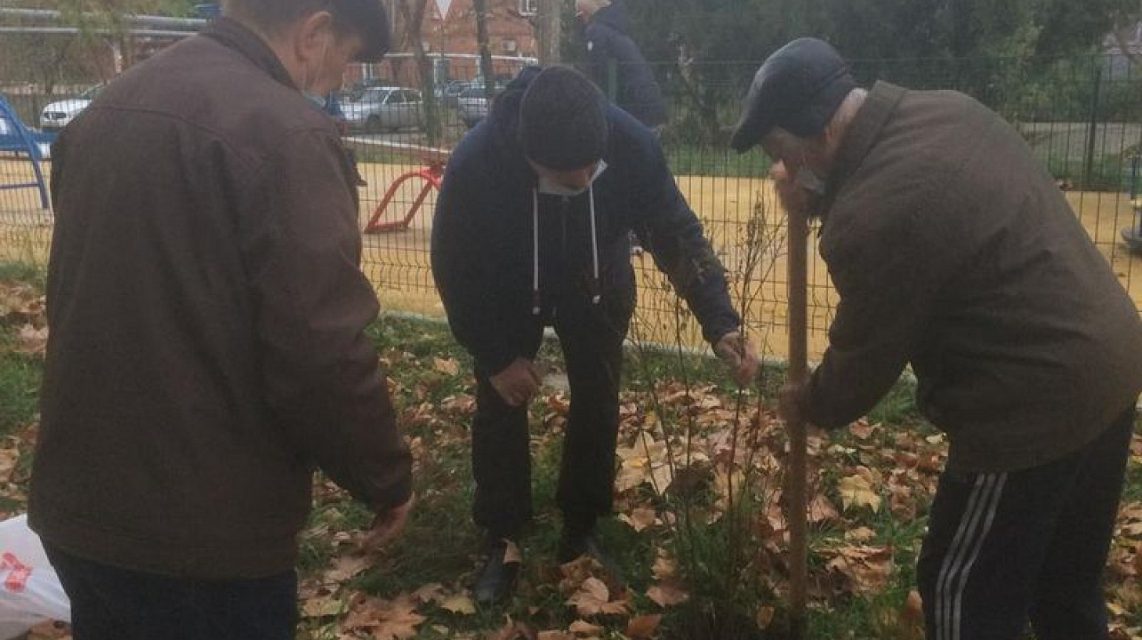 Более тысяча деревьев и кустарников высажена в Центральном округе