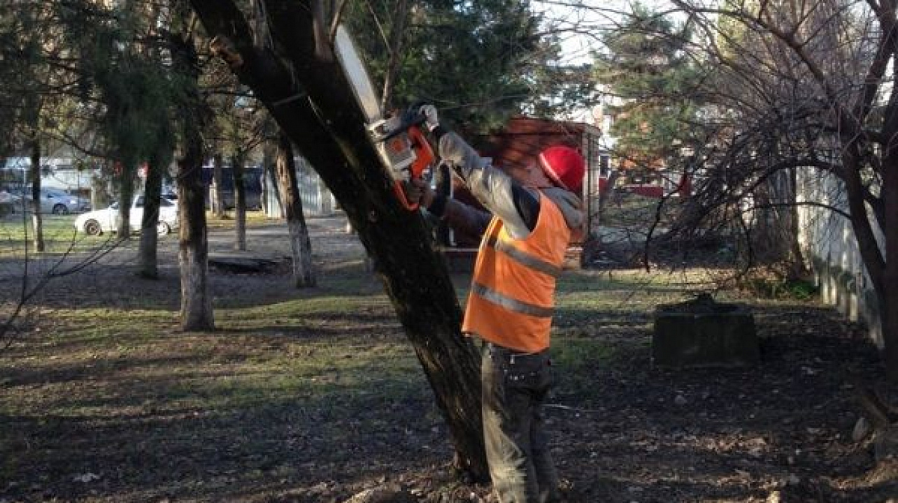 В Западном округе ведутся работы по рубке сухих и аварийных деревьев
