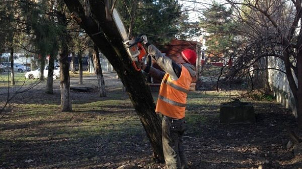 В Западном округе ведутся работы по рубке сухих и аварийных деревьев