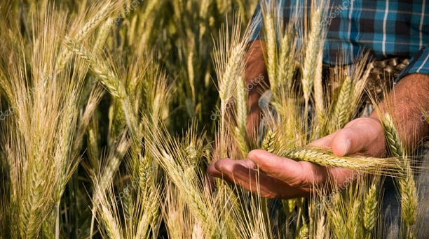 Пенсии большинства сельских пенсионеров повышены с учетом прибавки к фиксированной выплате