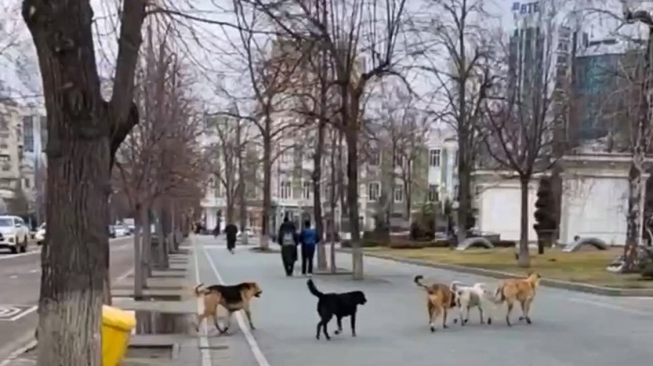 Фото: Денис Яковлев / Пресс-служба администрации Краснодара