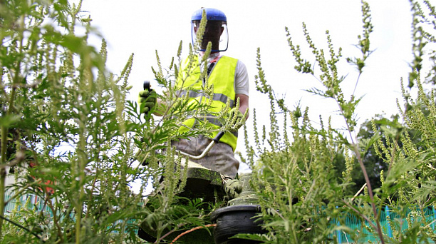Самый опасный сорняк на участке, который вредит здоровью! Топ-5 методов для борьбы с амброзией