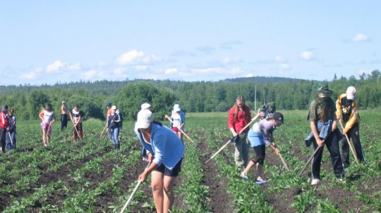 Около 300 учащихся Центрального округа трудились во время летних каникул