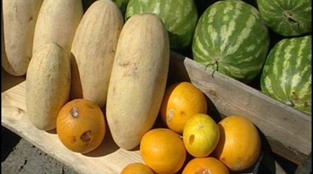 Отдел торговли Западного округа берет под контроль точки продаж бахчевых культур