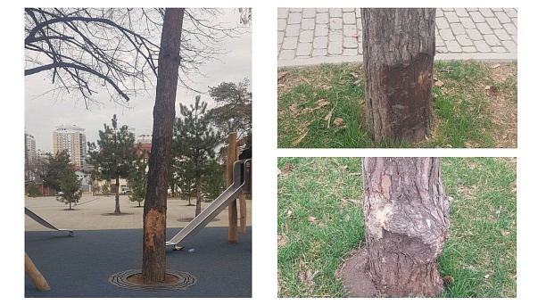 По поручению Евгения Наумова провели обследование состояния деревьев в сквере им. Гатова 