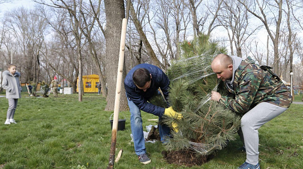 На Всекубанском субботнике в парке «Городской сад» Краснодара высадили 45 сосен
