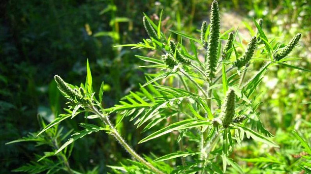 Более трехсот гектаров сорной растительности выкосили в Центральном округе