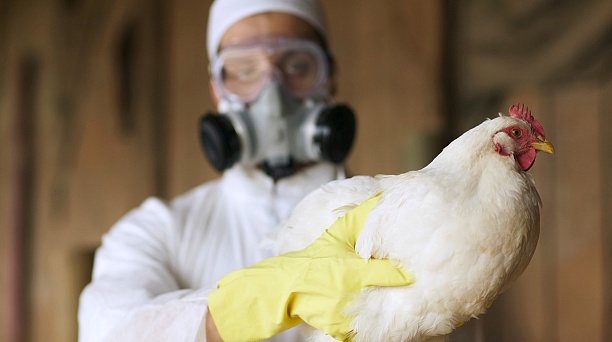 Администрация Западного округа информирует о проведении бесплатной выездной вакцинации птиц против высокопатогенного гриппа птиц