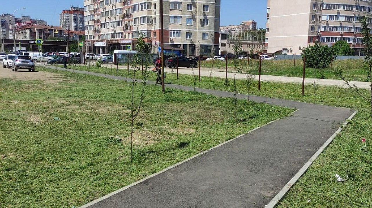 Краснодар_ЗВО_амброзия (5).jpeg