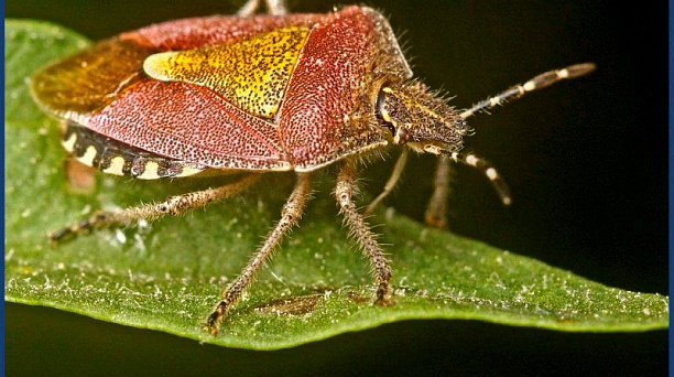 Администрация Центрального округа предупреждает: в Краснодаре выявлен опасный вредитель – коричнево-мраморный клоп