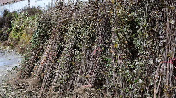 Осенний этап акции «Краснодар — 10 тысяч деревьев» стартует в октябре