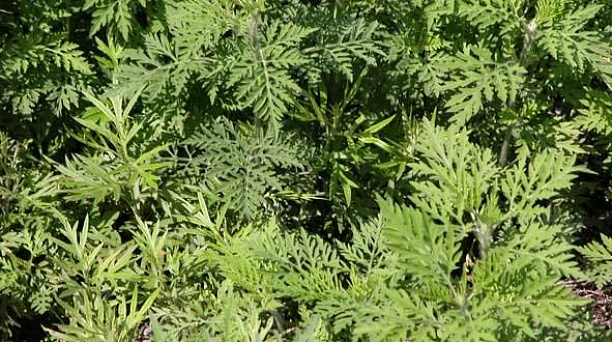 Уважаемые жители Центрального округа!