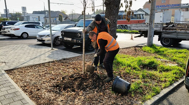 В Краснодаре более 200 деревьев высадят на ул. им. Калинина в рамках компенсационного озеленения 