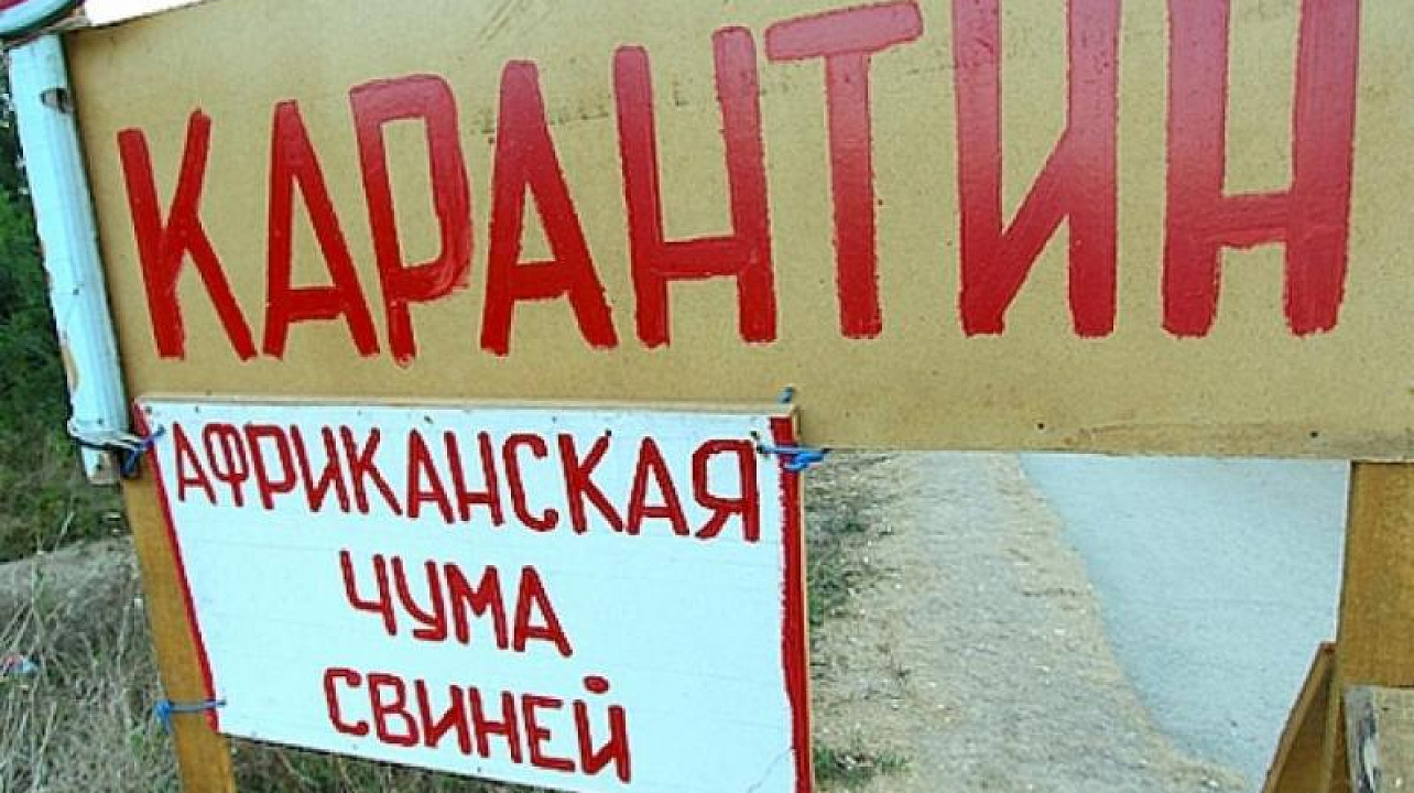 В Западном округе усилен контроль за содержанием свиней в частном секторе