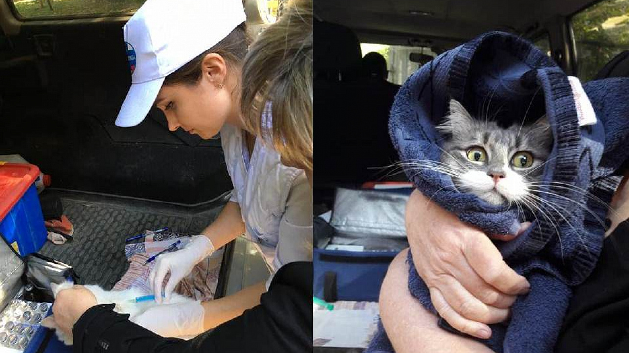 В Центральном округе прошла вакцинация домашних животных