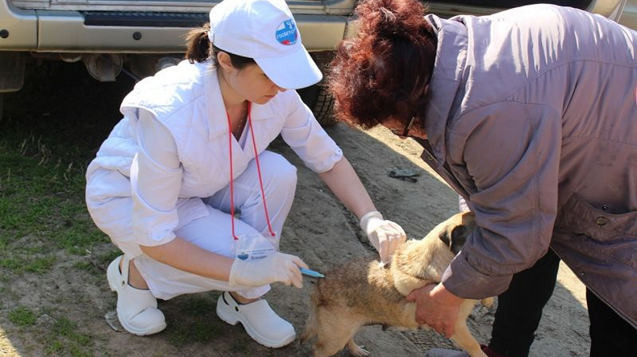 В Центральном округе прошла вакцинация животных