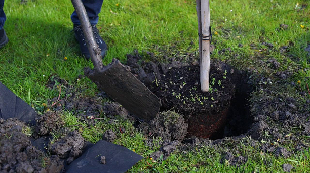 1000 декоративных деревьев высадят осенью на улицах Краснодара