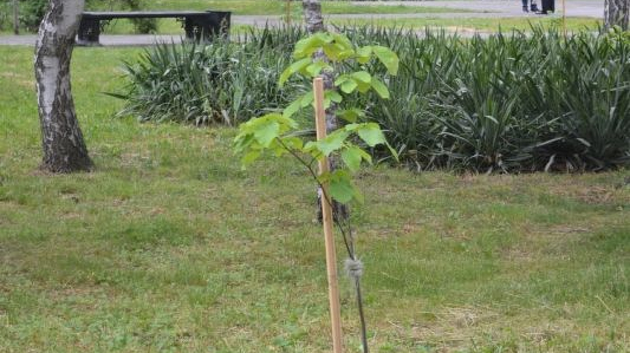 Фото: Пресс-служба администрации Краснодара