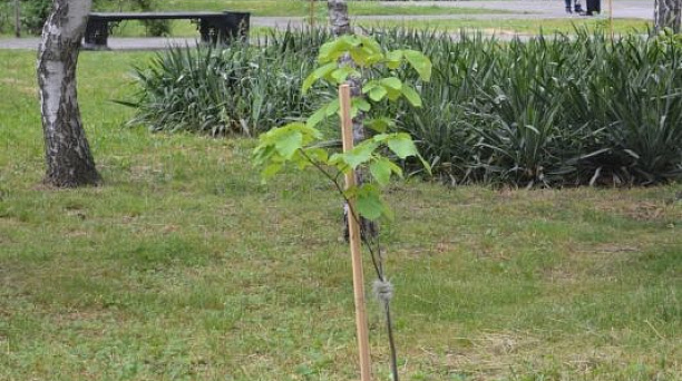 По факту вырубки деревьев в Чистяковской роще Краснодара составлены административные протоколы