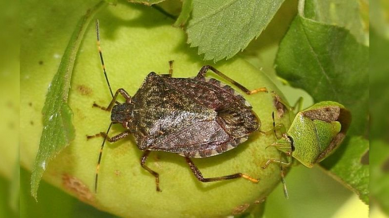 Управление Россельхознадзора по Краснодарскому краю и Республике Адыгея предупреждает об опасном карантинном вредителе