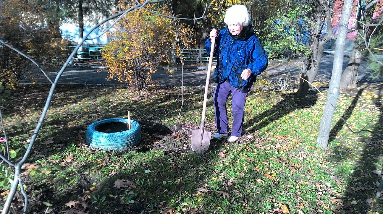 На придомовой территории по улице Атарбекова, 33, высадили кленовые деревца