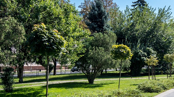 В 2021 году в Краснодаре планируют высадить не менее 25 тыс. новых деревьев и кустарников