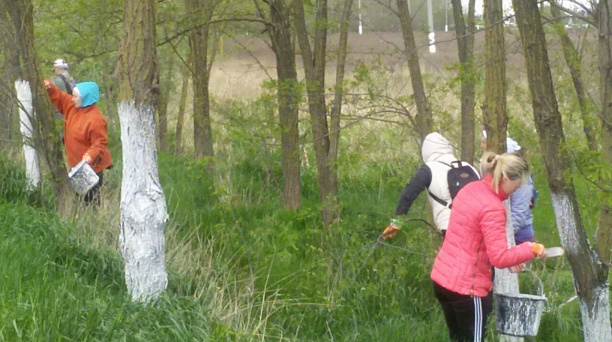 Елизаветинцы побелили деревья вдоль трассы Краснодар-Кропоткин