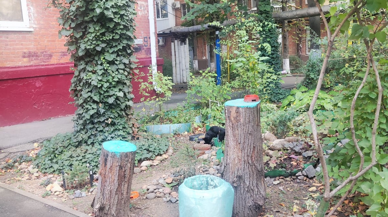 Фото: администрация Центрального округа города Краснодара