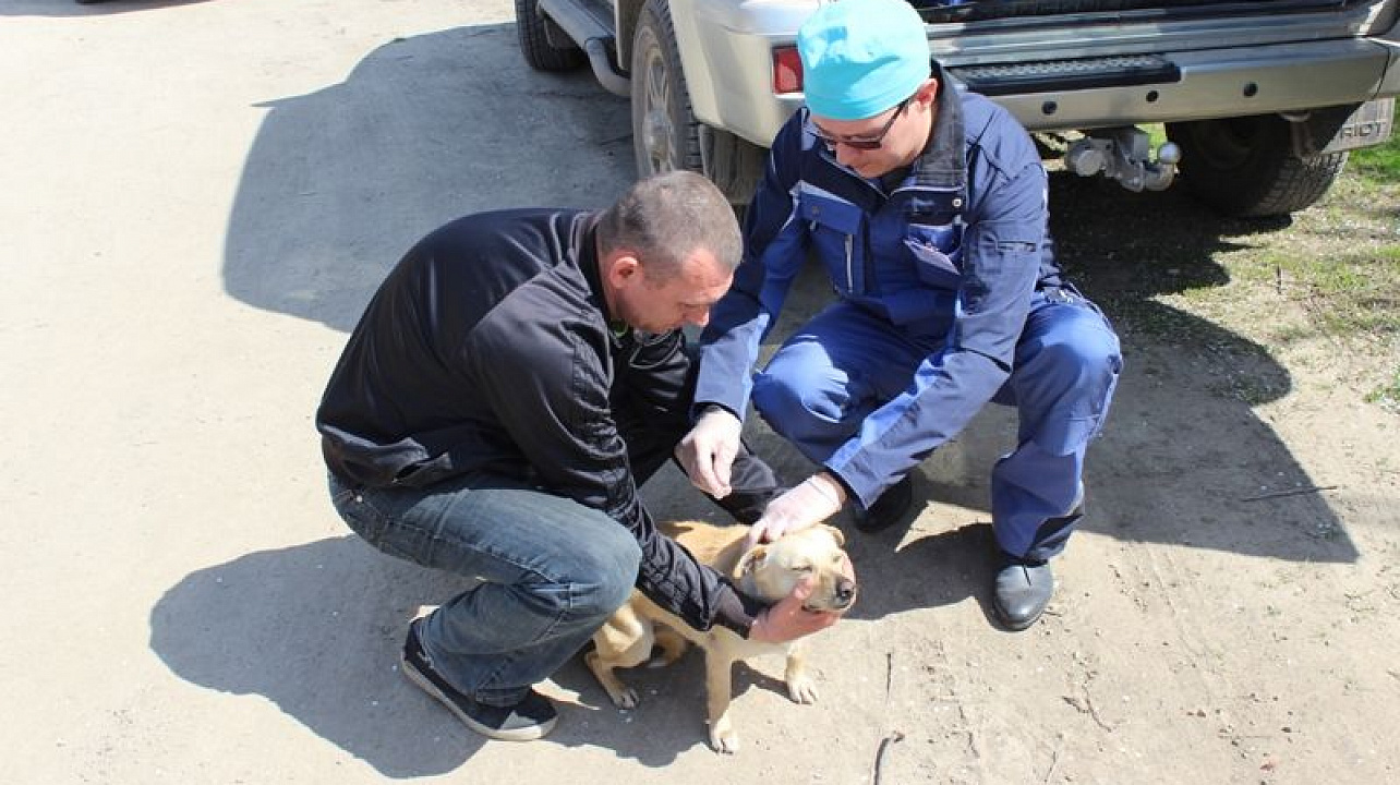 В Центральном округе прошла вакцинация животных