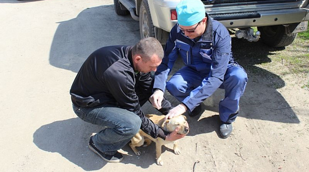 В Центральном округе прошла вакцинация животных