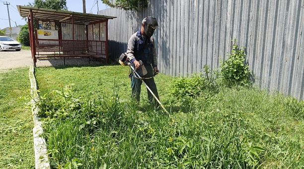 В Краснодаре проходят рейды по борьбе с амброзией